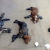Filhotes de cachorro são cobertos com piche e grudados no chão