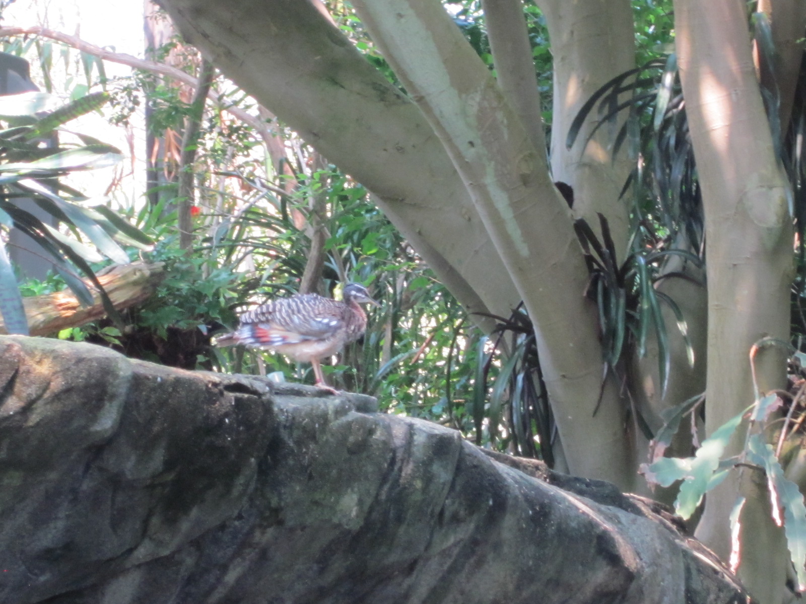 Travel NC With Kids North Carolina Zoo Aviary So Much Beauty Under