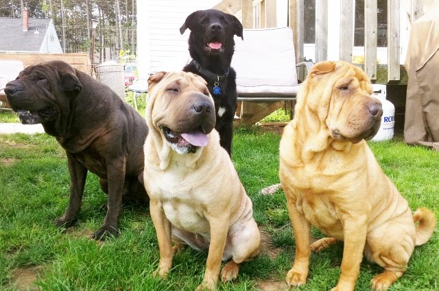 For The Love Of Shar Pei