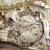 Um coração fossilizado bem preservado é descoberto no Ceará