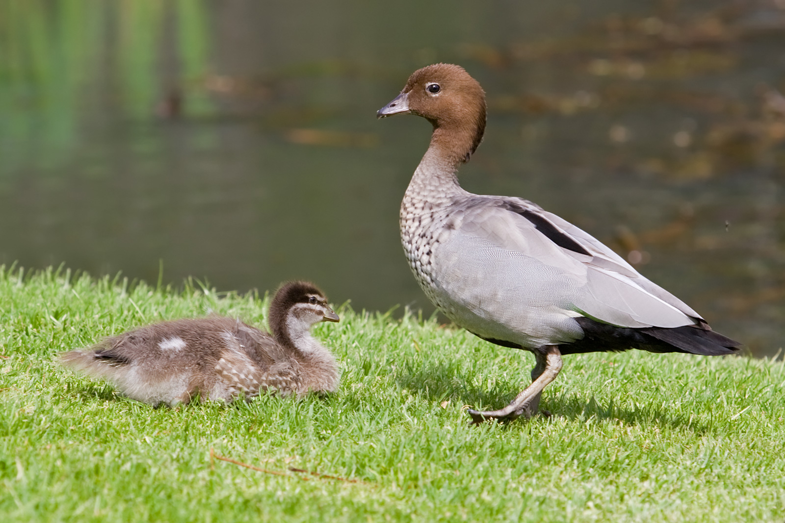 Australian Wood Duck