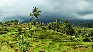 Jatiluwih Rice Fields UNESCO Landscape