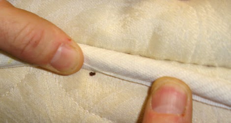 Organic Pest Control: Bed Bug Treatment: The Way To Treat Bed Bugs