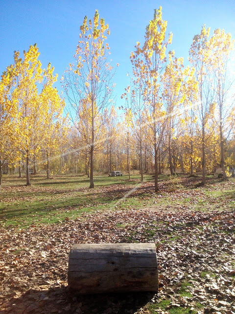 El otoño, un tiempo para dar luz a la sombra