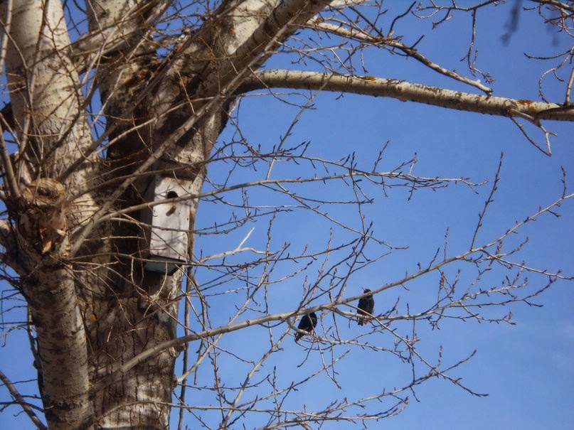 весной птицам спать долго некогда