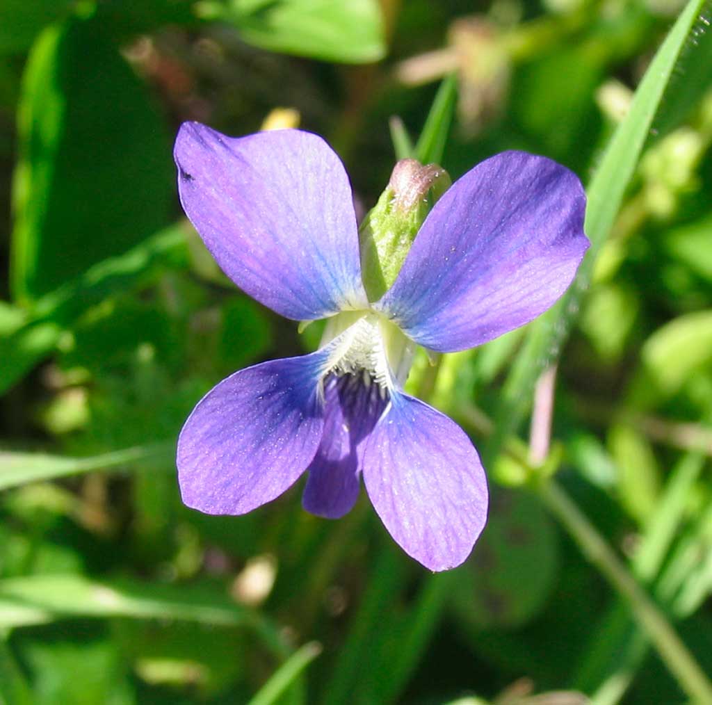 Poppular Photography Wild Violet 2012