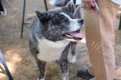 クラフトフェアまつもと２０１７　秋田犬（あきたいぬ）