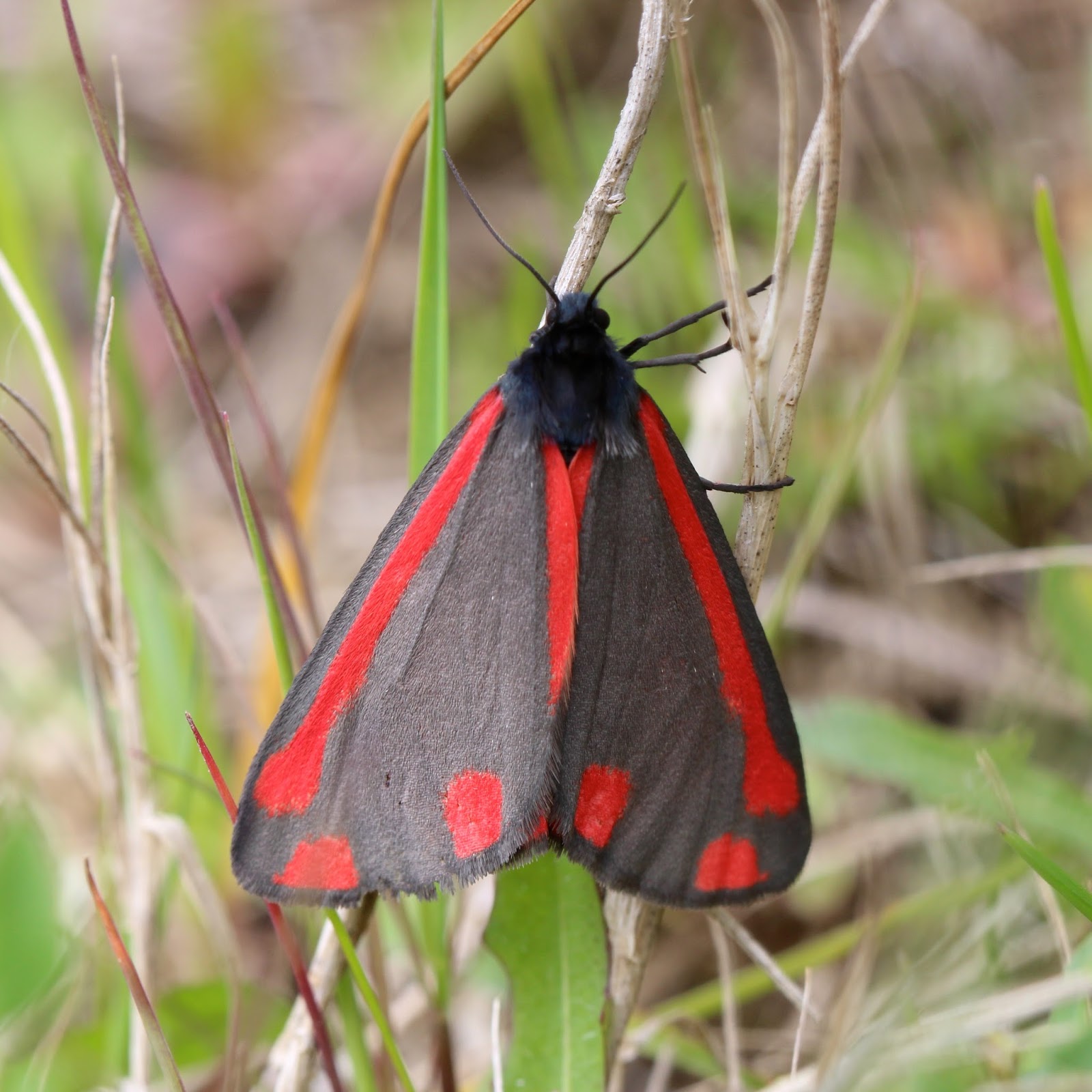 Trogtrogblog Cinnabar Moth
