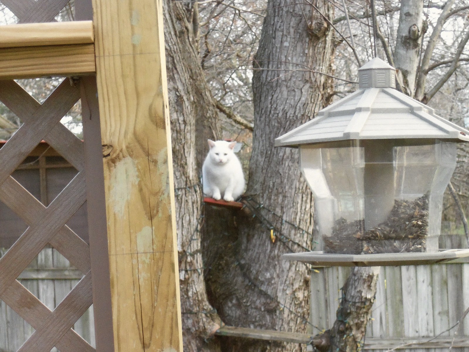 365 Pictures of 2012 Cat Up a Tree!