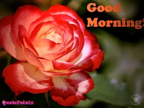 good morning images with rose flowers good morning images with rose flowers