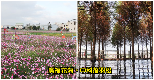 台中西屯|2019廣納幸福花海季1/20-2/20|中科落羽松|10公頃廣福花海拍到樂翻天 台中西屯|2019廣納幸福花海季1/20-2/20|中科落羽松|10公頃廣福花海拍到樂翻天