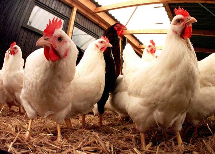 Nutrisi Ayam Ras Pedaging dan Petelur - Elinotes review
