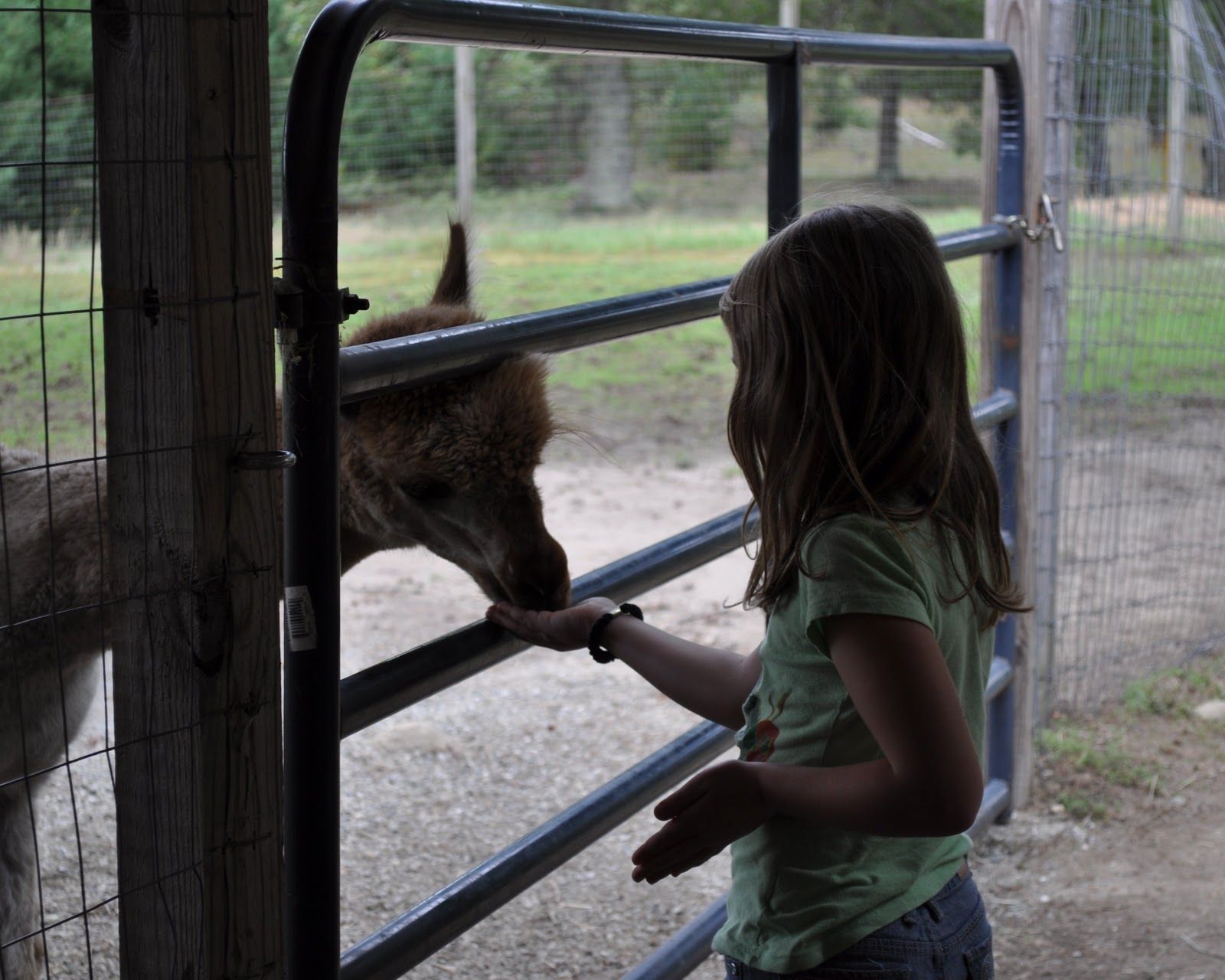 Lavender Hill Farm Alpacas National Alpaca Farm Days September 2425, 2011