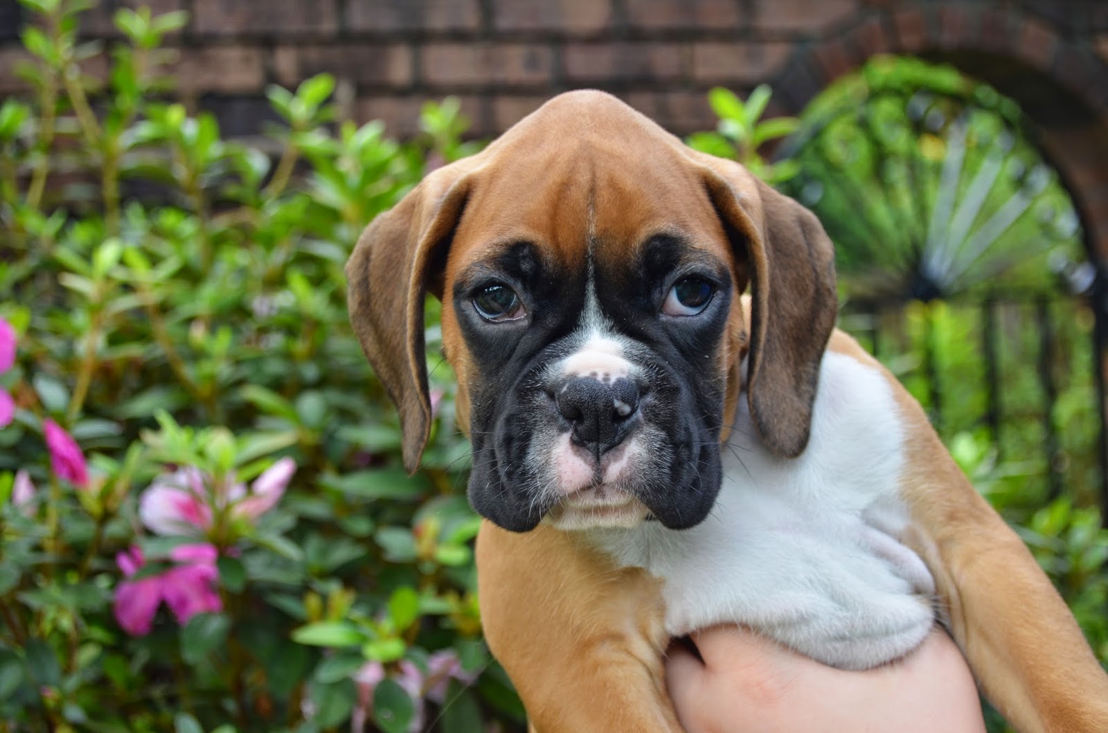 Boxers Boxer Puppies are 8 Weeks Old and Going Home!
