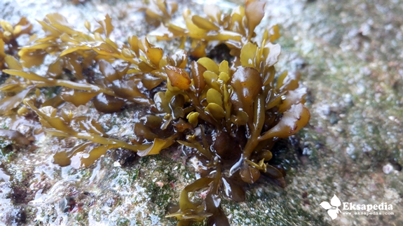 Rumput Laut Yang Segar