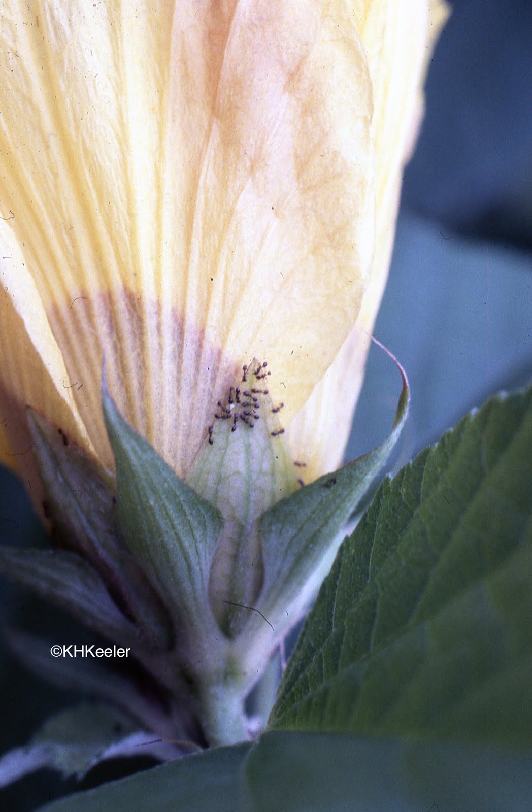 A Wandering Botanist Plant StoryHibiscus!