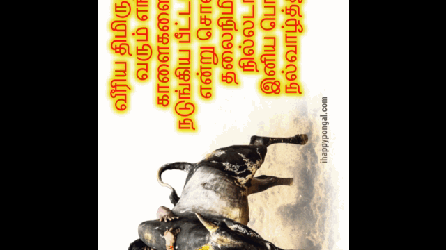 pongal video gif pongal video gif