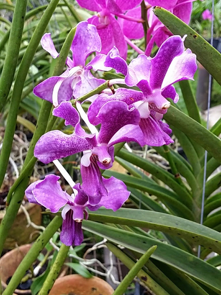 Xing Fu EXOTIC ORCHIDS