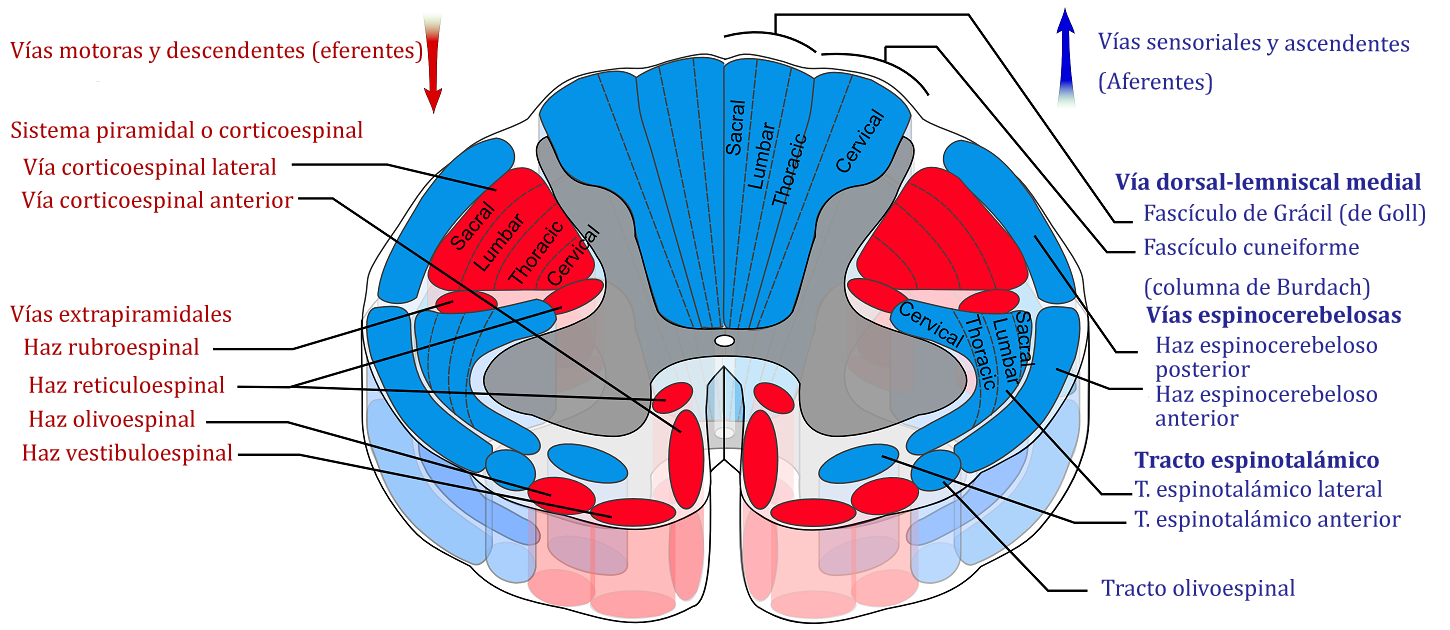 Anatomía de la médula espinal Anatomía de la médula espinal