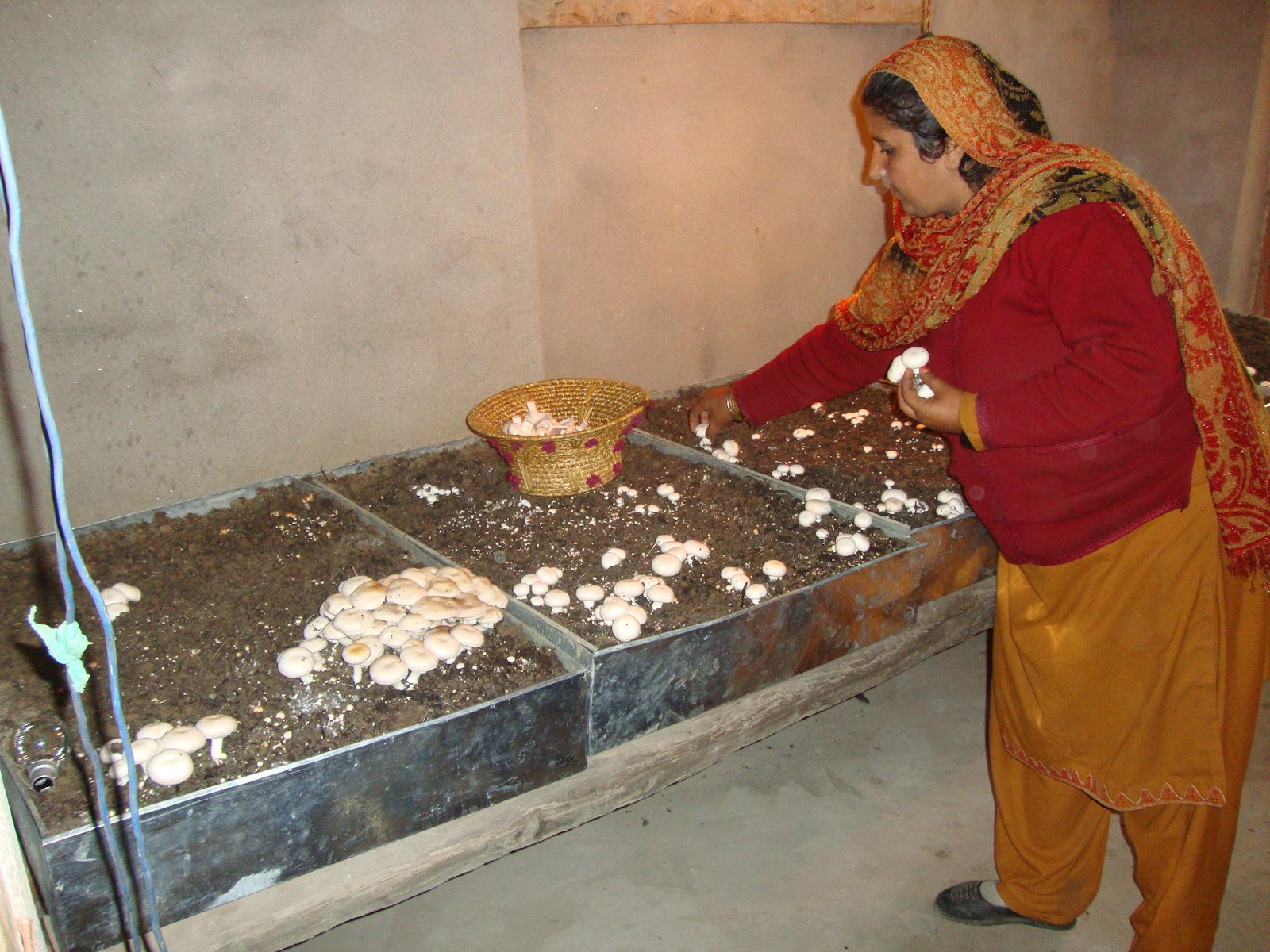 Image result for mushroom farm punjab