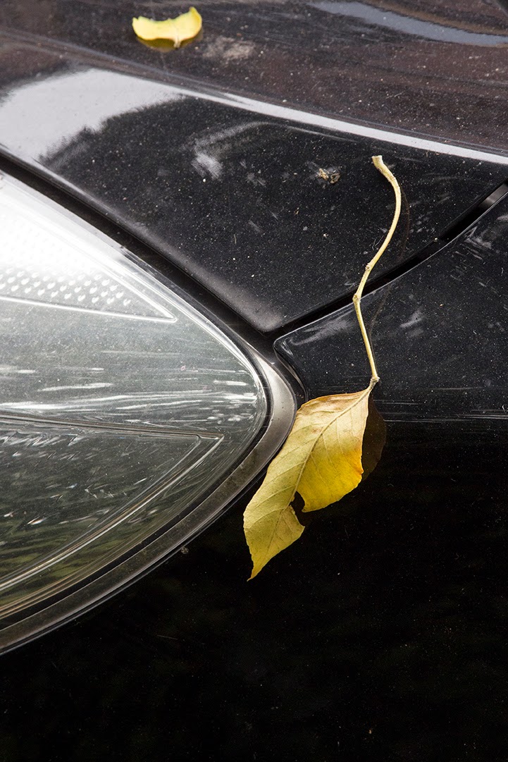 yellow leaves on black car