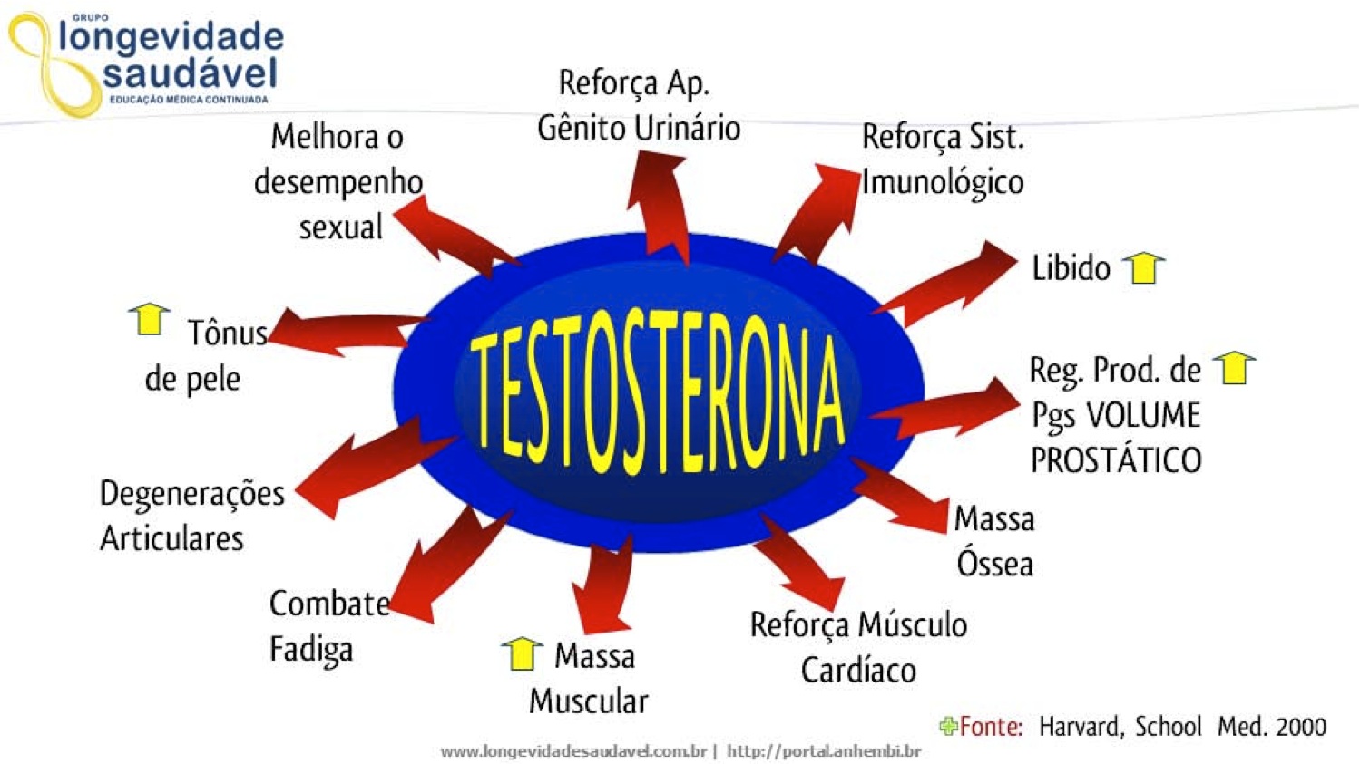 Bioquímica do Exercício Testosterona Bioquímica do Exercício Testosterona