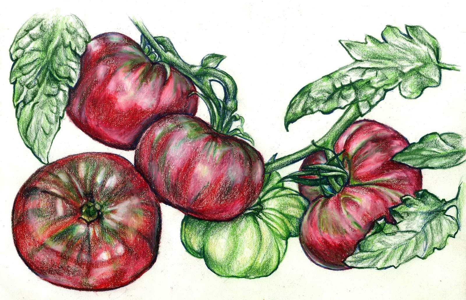 Jessie's Art Cherokee Purple Tomato