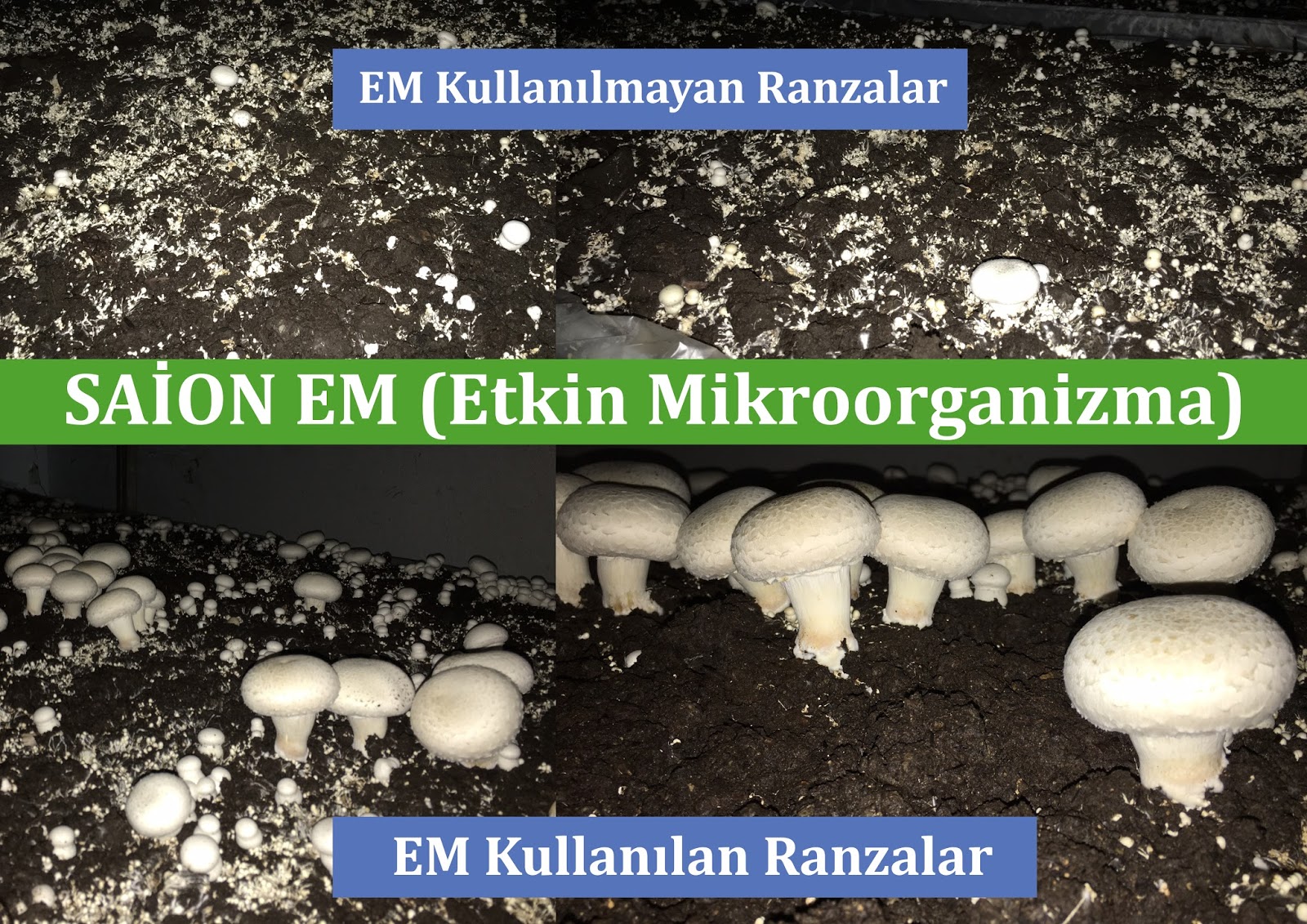Ev Durumlarında Champignons Yetiştiriciliği Ev Durumlarında Champignons Yetiştiriciliği