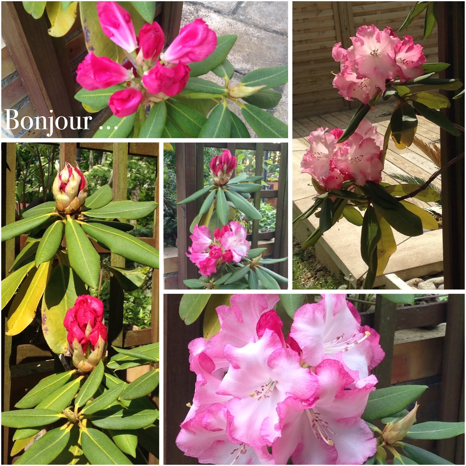Floraison du rhododendron