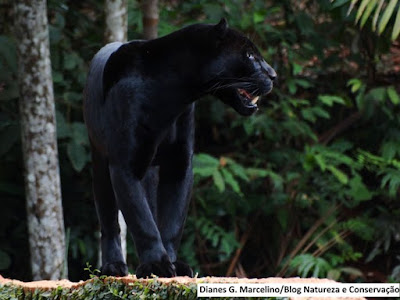 Exemplar de onça-preta (Panthera onca) do Parque Zoobotânico de Carajás, em Parauapebas - Pará. Foto: Dianes G. Marcelino. Parque zoobotânico de carajás, vale conhecer, zoobotânico de carajás, parque, floresta nacional de carajás, turismo, Parauapebas, Pará, zoobotânico de parauapebas, vale, mineradora vale, natureza, conservação, onça preta, onça pintada, onça, onça preta de carajás, onça preta zoobotânico de carajás, jaguar, black jaguar
