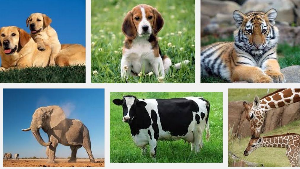 Los Ecosistemas Los Ecositemas