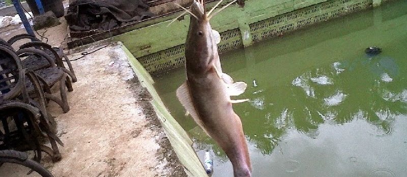 Umpan Jitu Mancing Galatama Lele Terbaru Sekarang Ini