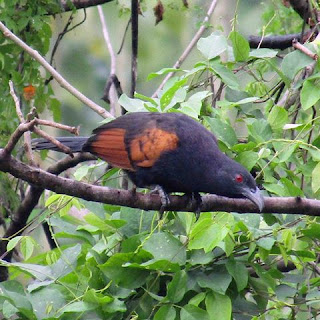 Suara Burung Bubut Jawa Javan Coucal maupun Sunda coucal ini merupakan spesies burung Endemik Pulau Jawa yang memiliki nama latin (Centropus nigrorufus)