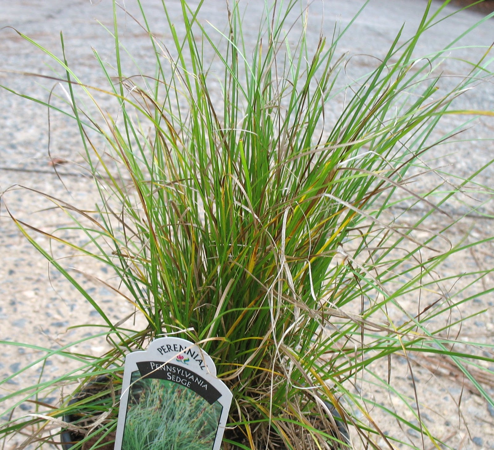 Using Native Plants Carex Like You Mean It