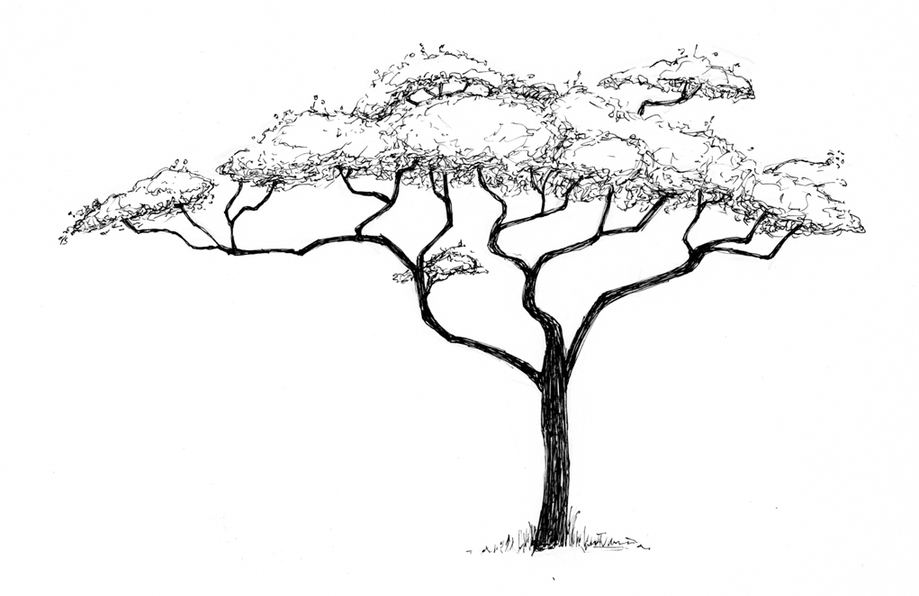Acacia Tree Coloring Page Coloring Pages