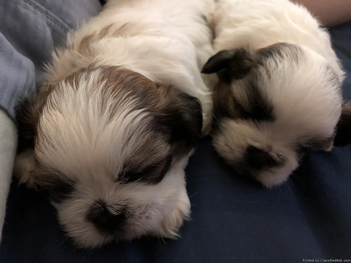 KUWAIT DOGS AND PUPPIES FOR SALE DOGS IN KUWAIT DOGS AND PUPPIES