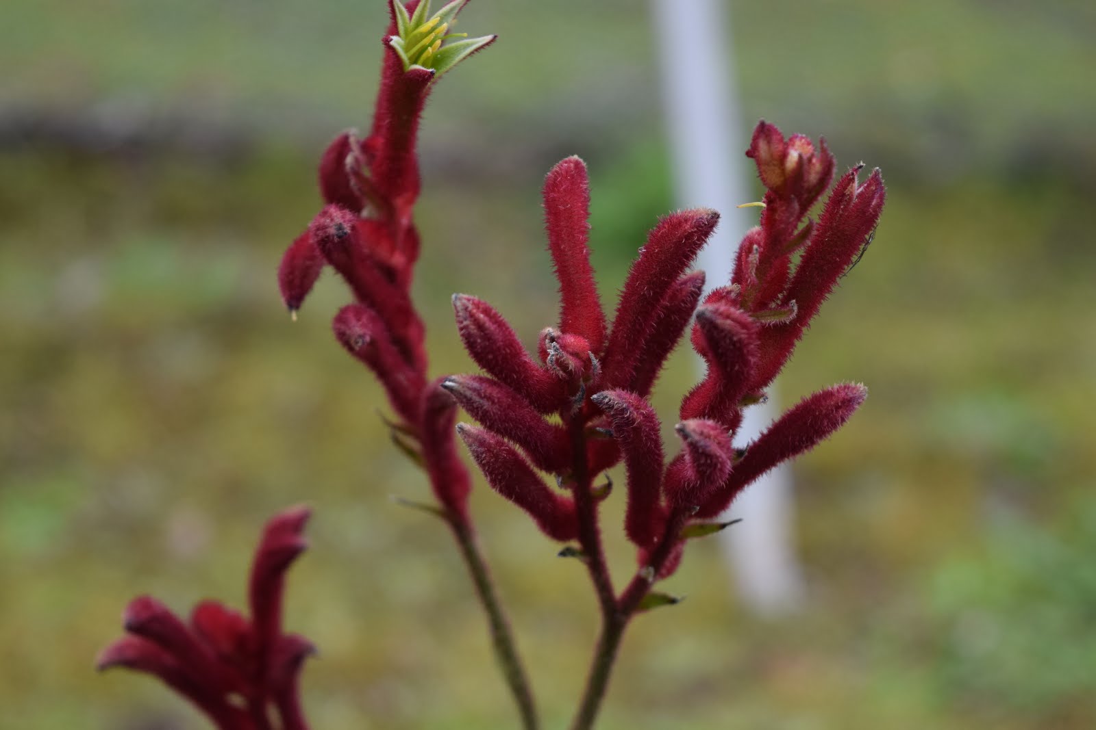 Kangaroo paw in flower