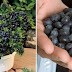 How to Grow an Unlimited Amount of Blueberries in Your Backyard