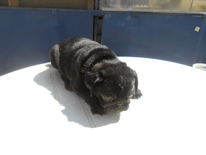 PUG PUPPIES: Puganese Dog