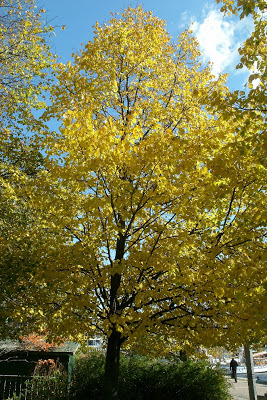 autumn_littleleaf_linden_tilia_cordata_by_garden_muses:_a_Toronto_gardening_blog autumn_littleleaf_linden_tilia_cordata_by_garden_muses:_a_Toronto_gardening_blog