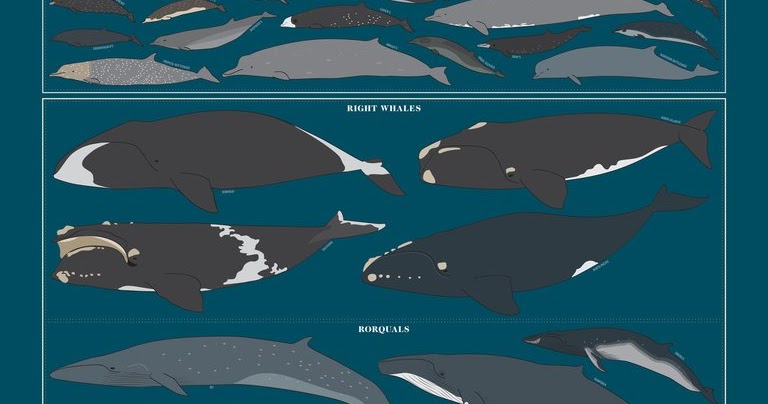 Clever big whales are bigger than dolphins. Кашалот и дельфин. Предки китов. Как спариваются серые киты. Касатка по сравнению с дельфином.