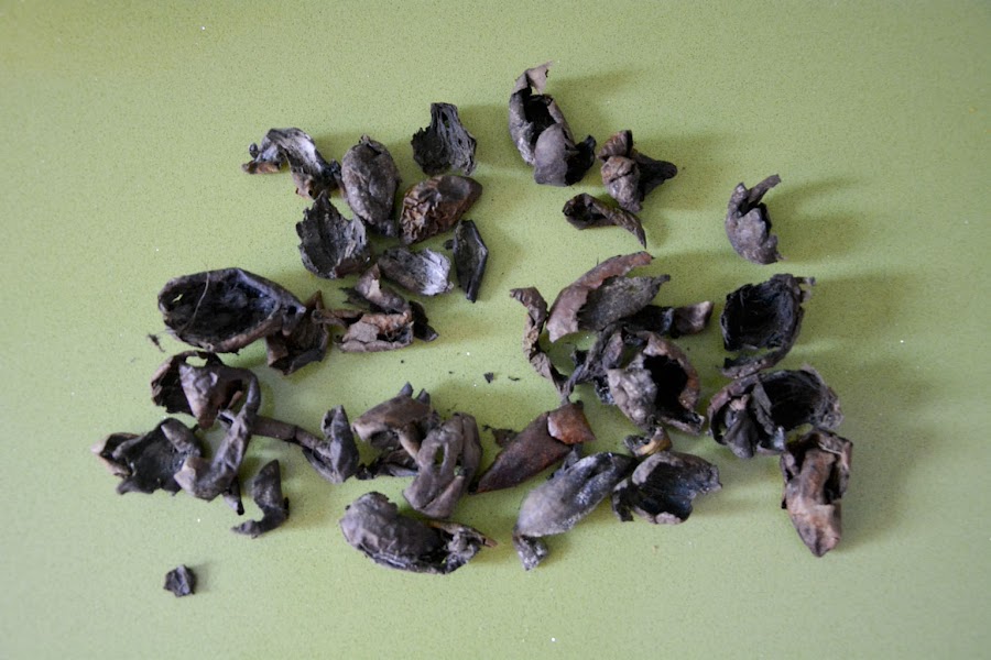 cáscaras de nuez secas