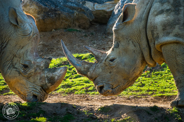 White rhinos Beauval Zoo © Clement Racineux / Tonton Photo White rhinos Beauval Zoo © Clement Racineux / Tonton Photo
