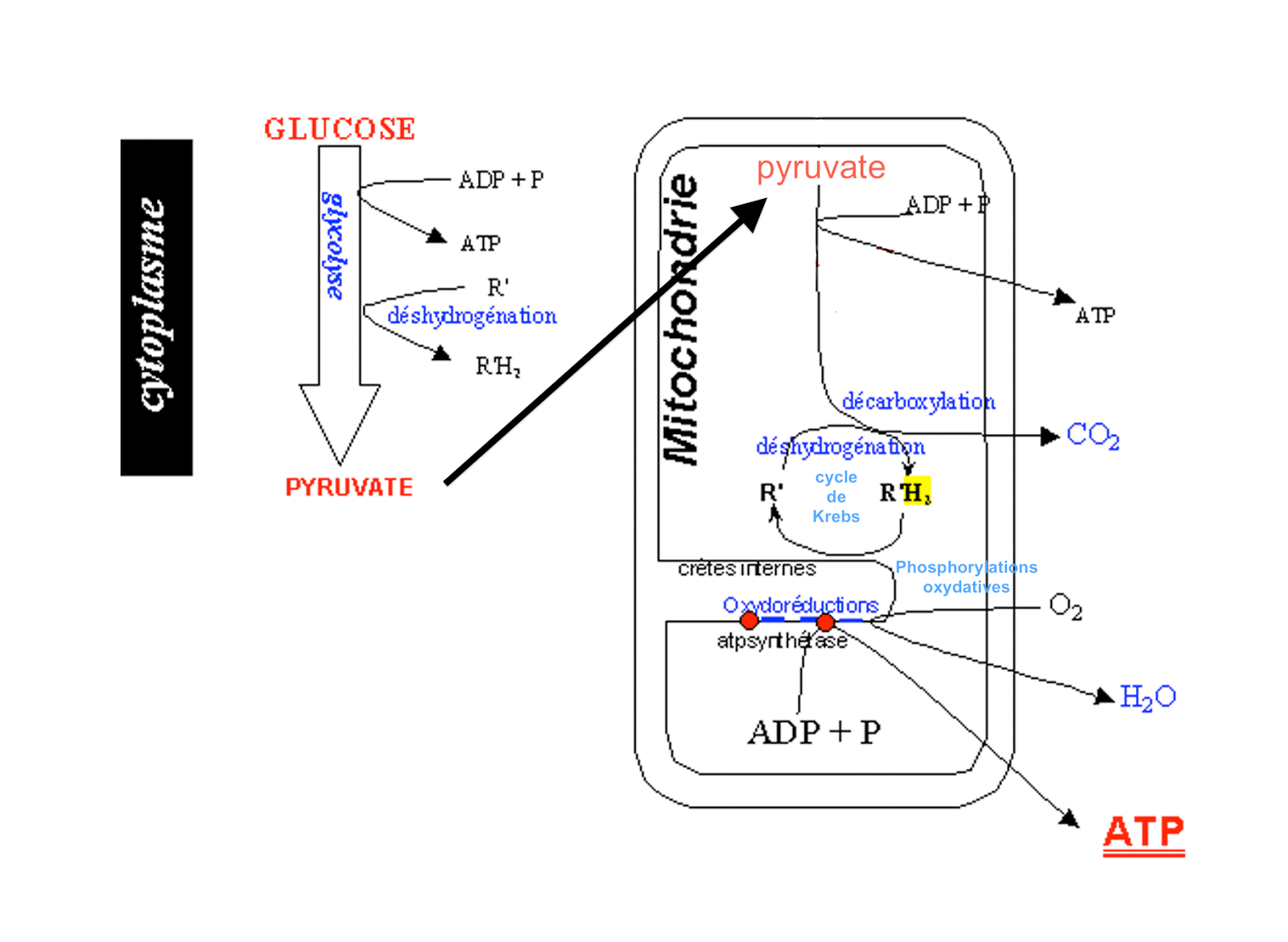 Schéma respiration levure