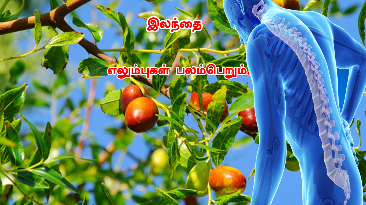 இலந்தை மரம் பயன்கள் | இலந்தை | Herbals Uses ...