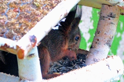 Eichhörnchen im Vogelhäuschen... Eichhörnchen im Vogelhäuschen...