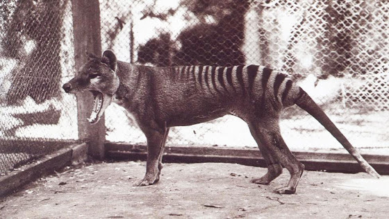 Βρετανοί κρυπτοζωολόγοι υποστηρίζουν ότι βρήκαν τη σπάνια τίγρη της Τασμανίας που εξαφανίστηκε πριν 80 χρόνια