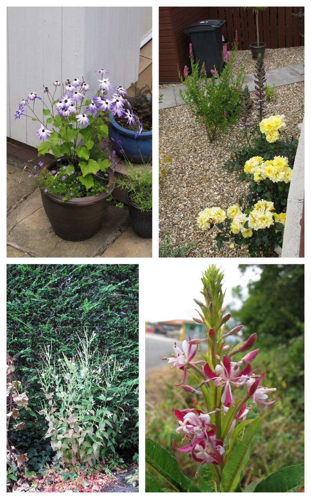 The Glebe Blog Newton Stewart in Bloom Wild and Cultivated