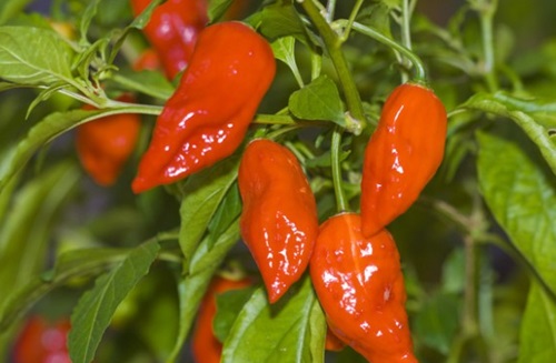 Cabai Bhut Jolokia dari India Cabai Bhut Jolokia dari India