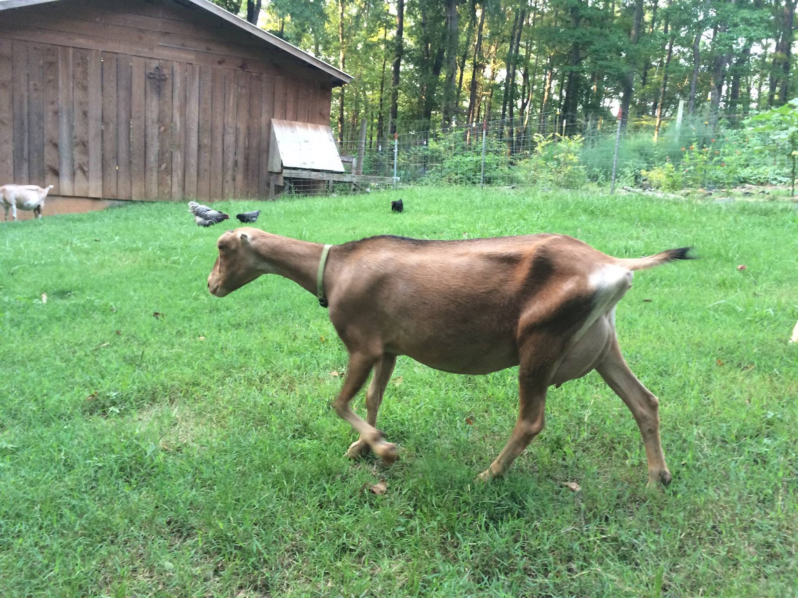 Hammock Haven Farm Selling Goats